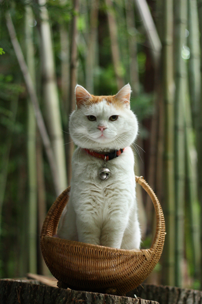 かわいいペットの写真 かご猫シロ Gp02