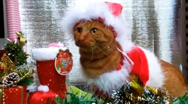 ペットがいたら やっちゃいそうなクリスマスの猫動画 ネコまにあ 猫動画や癒し猫 面白い猫 萌える猫など