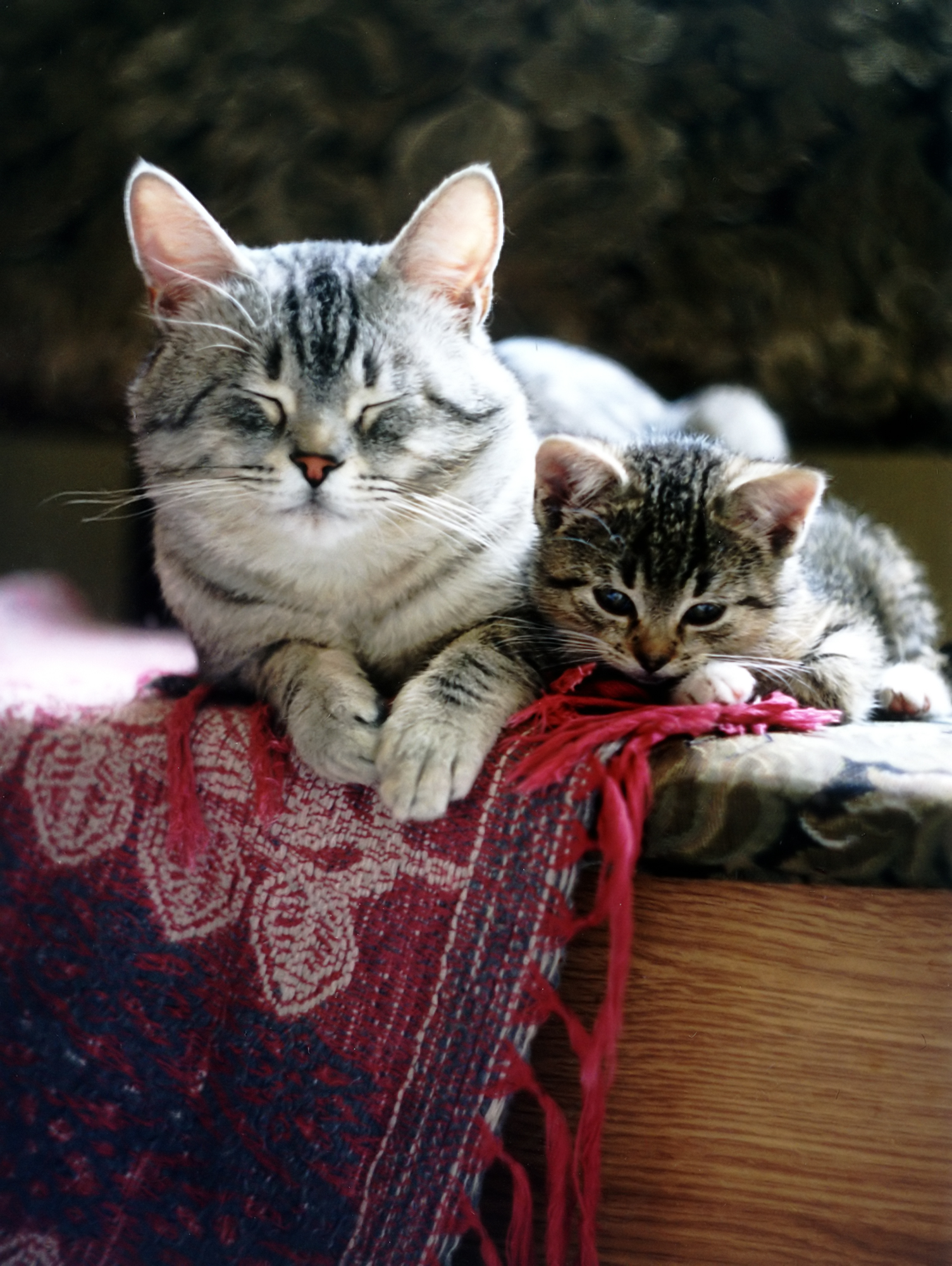 猫の親子に癒される ネコまにあ 猫動画や癒し猫 面白い猫 萌える猫など